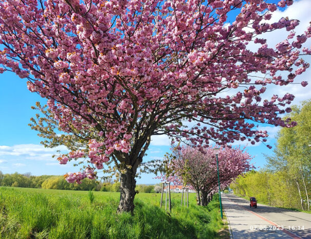 Kirschblüte