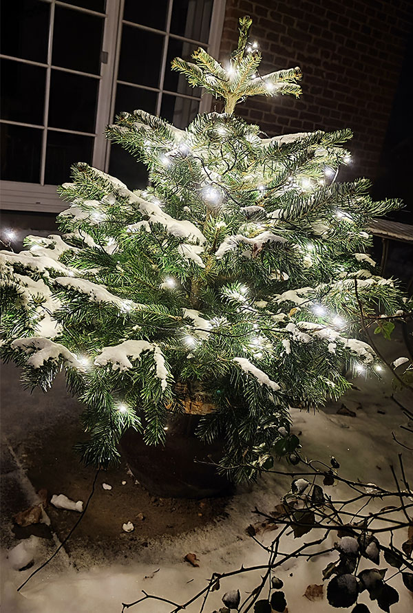 Tannenbaum